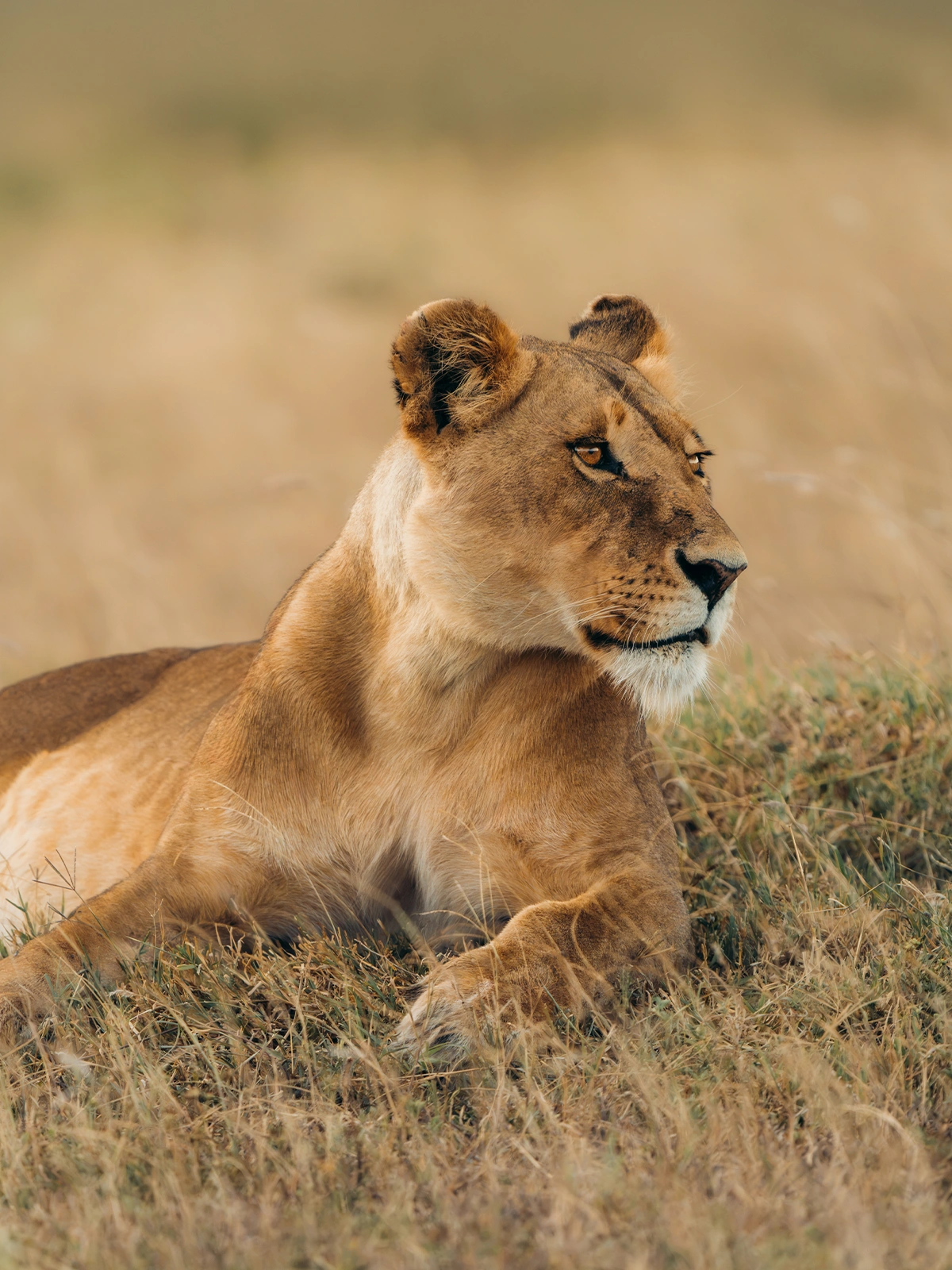 Lions